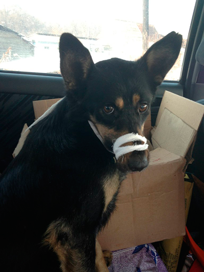 Жестокое обращение с животными